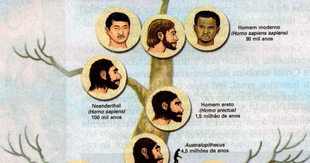 Ordem Cronológica Dos Ancestrais Do Ser Humano